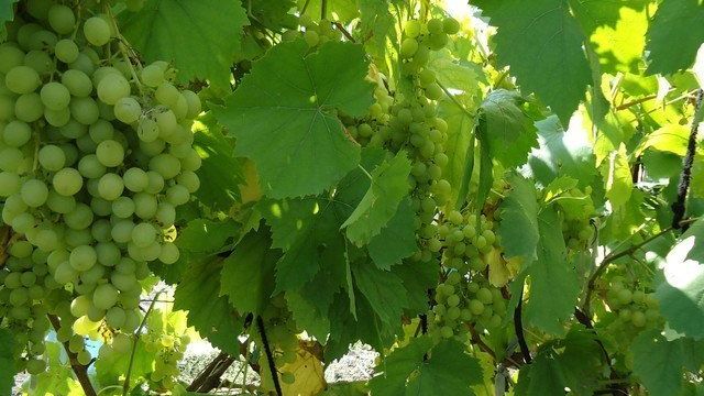 Виноград Алешенькин — описание сорта, правила выращивания, лечебные свойства ягод