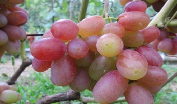 Сорт винограда тимур розовый
