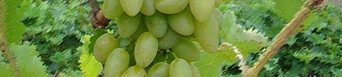 Сорта винограда зеленого ьтмур