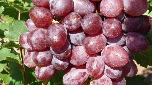 Сорт винограда Виктория — особенности выращивания и уход