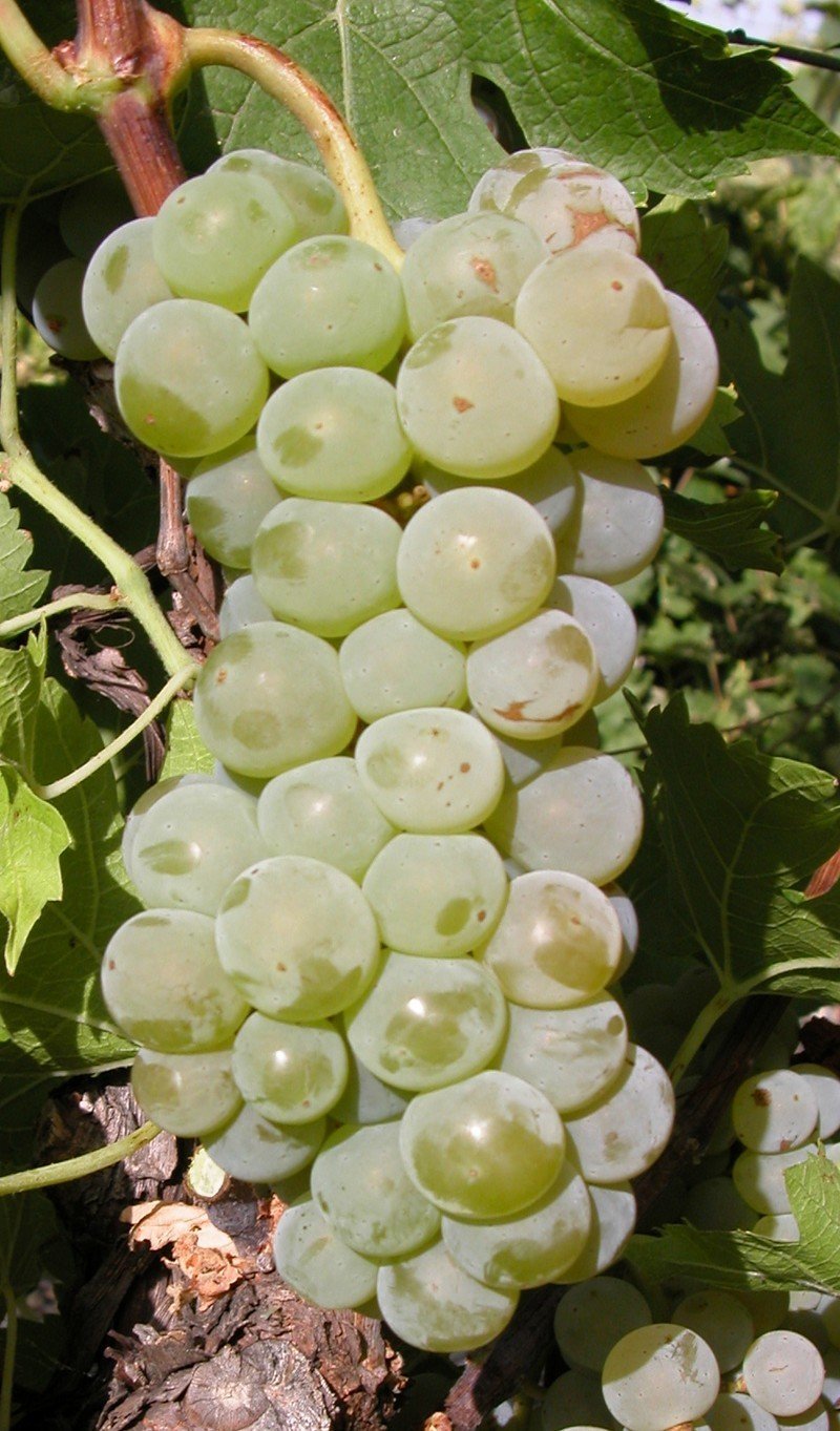 Виноград ноа изабелла белая