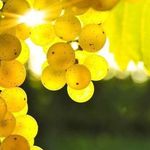 Выбор сортов винограда для выращивания в Краснодарском крае