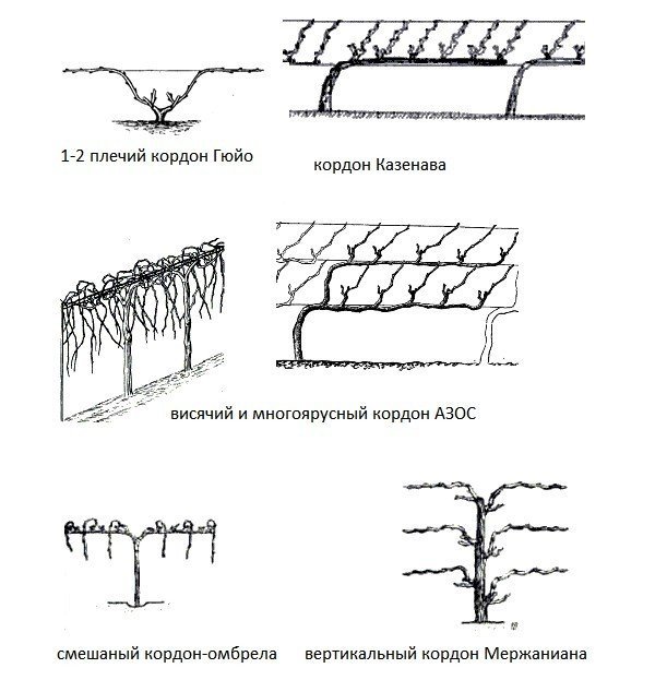Формирование винограда вертикальный кордон