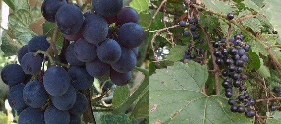 Vitis labrusca виноград