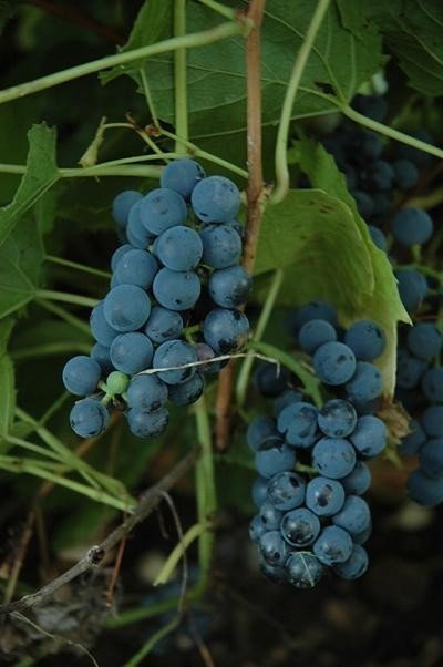 Дальневосточный виноград амурский