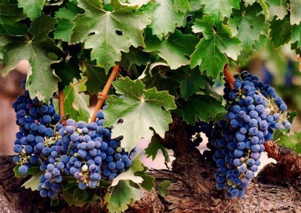 Однолетняя лоза винограда