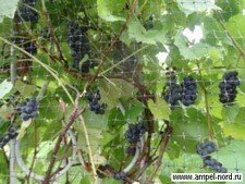 Виноград амурский лиана