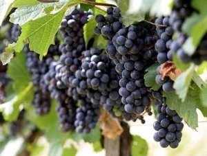 Виноград цимлянский черный