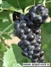 Виноград плодовый вэлиант