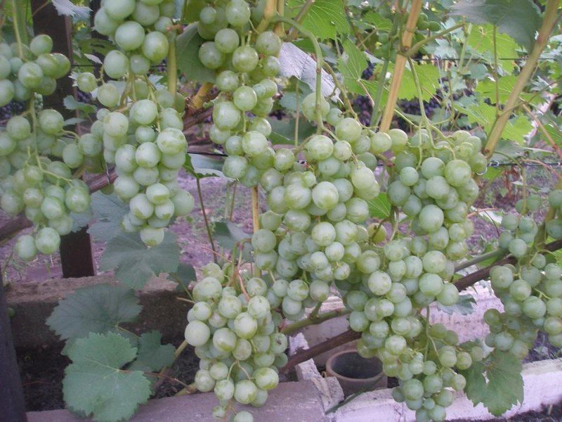 Сорт амурский белый виноград