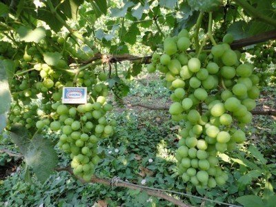 Сорт винограда цыца устойчивая