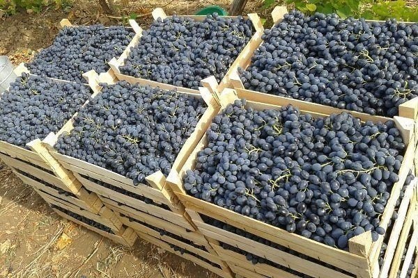 Виноград изабелла молдова