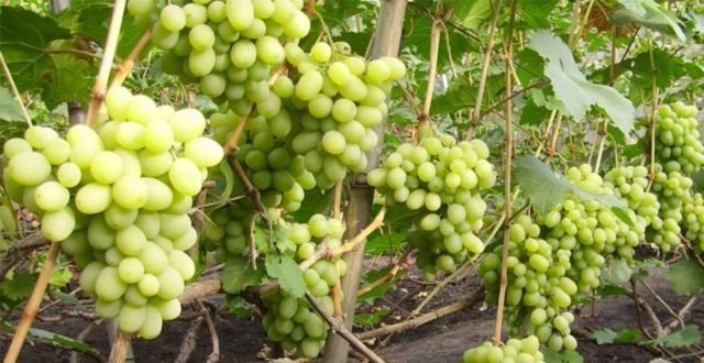 Дары запорожья виноград