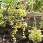 Виноград Русбол: проверенный кишмишевый советско-болгарский сорт