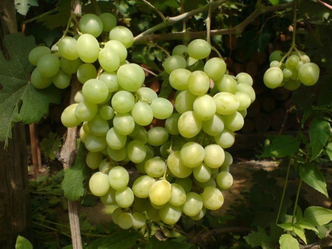 Виноград русбол