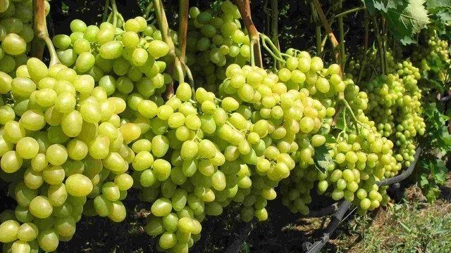 Лучшие сорта винограда для выращивания в Подмосковье с описанием, характеристикой и отзывами