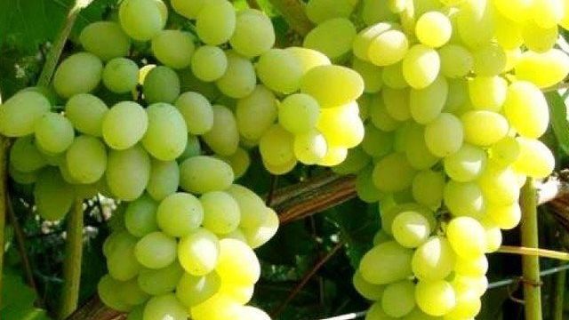 Виноград в Сибири для начинающих
