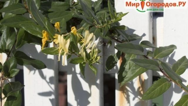 Декоративная жимолость Каприфоль – ароматная вьющаяся лиана