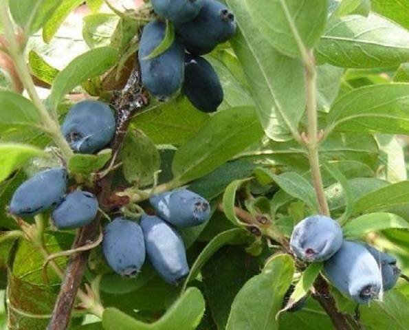 Синие ягоды кустарник жимолость