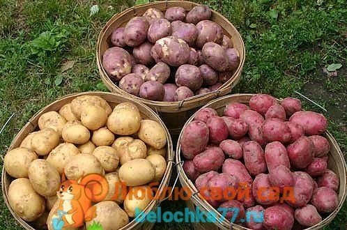 Сорт картофеля центурион