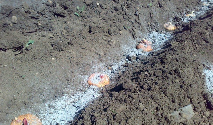 Глубина посадки гладиолусов в открытый грунт весной
