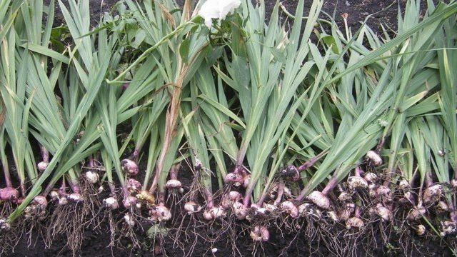 Как хранить луковицы гладиолусов