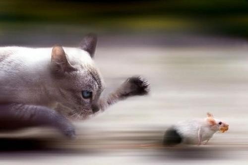 Белая кошка ловит мышь