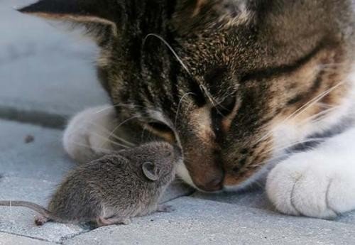 Кошка ловит мышь