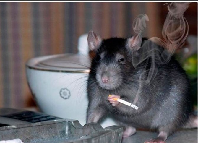 Крыса с сигаретой мем