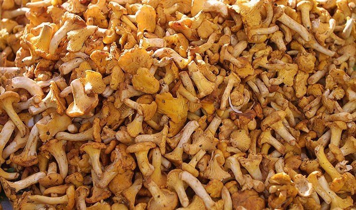Лисички грибы маринованные