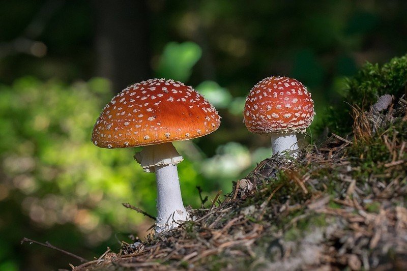 Мухомор в лесу Мухомор в лесу
