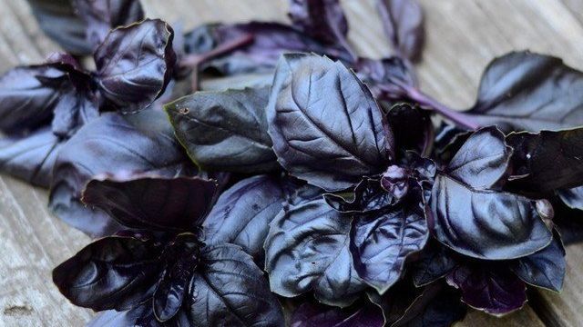 Чем полезен базилик фиолетовый и как его правильно применять
