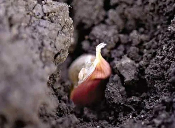 Глубина посадки луковиц тюльпанов