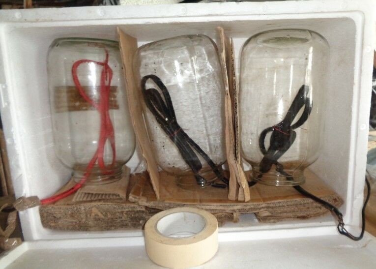 Термостат для ферментации чеснока в домашних условиях