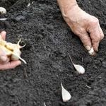 Выращивание и уход за чесноком в открытом грунте