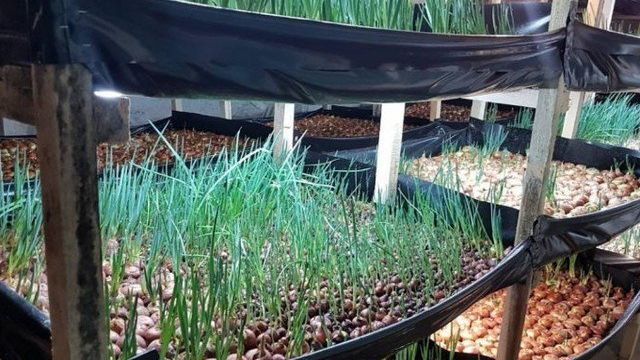 Как правильно вырастить зелёный лук в подвале