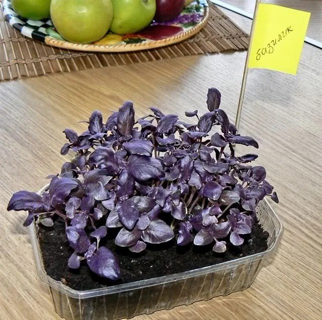 Микрозелень базилик фиолетовый