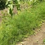 Как правильно посадить укроп в открытый грунт и теплицу, секреты агротехники